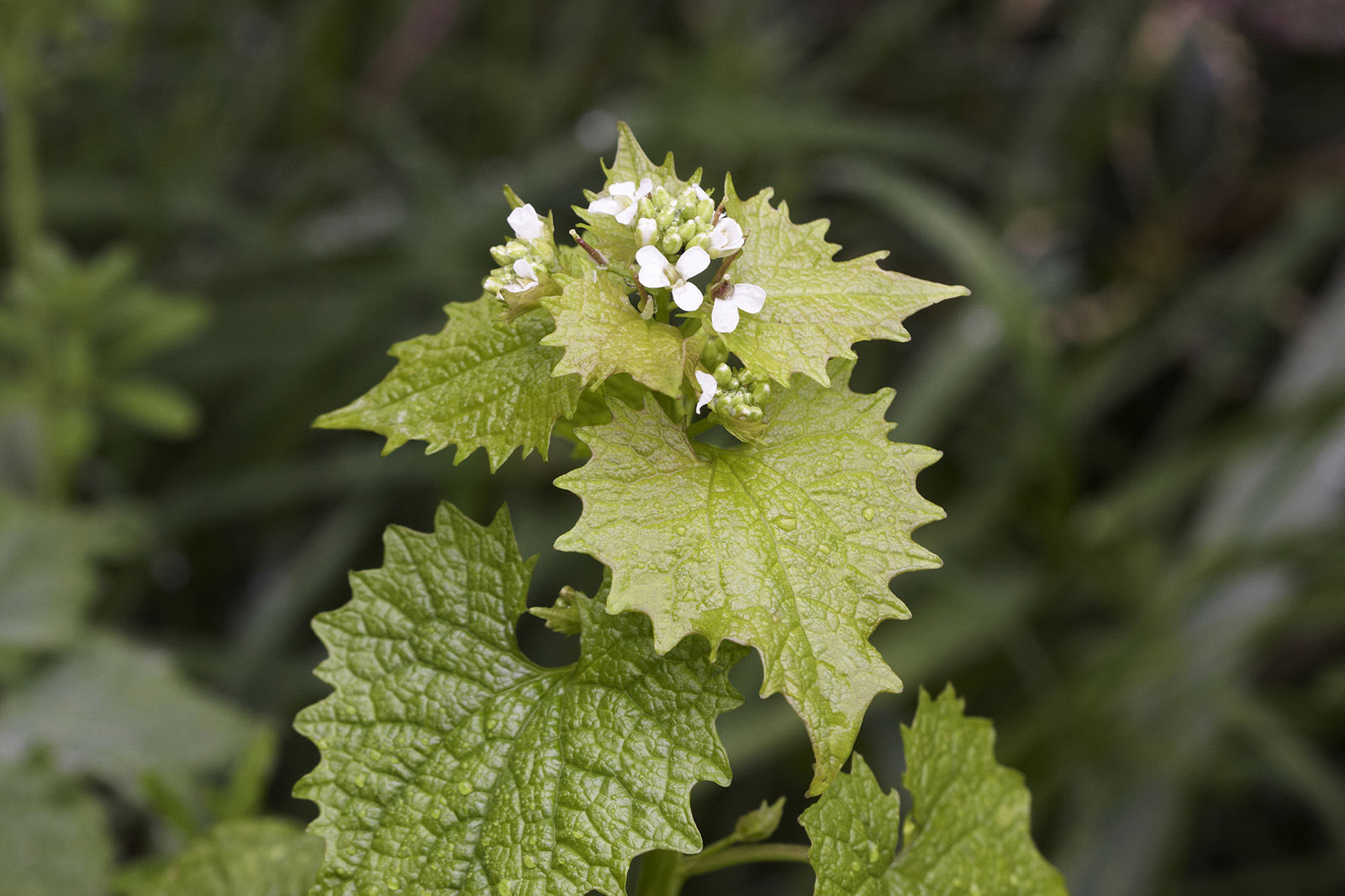 Wild garlic mustard